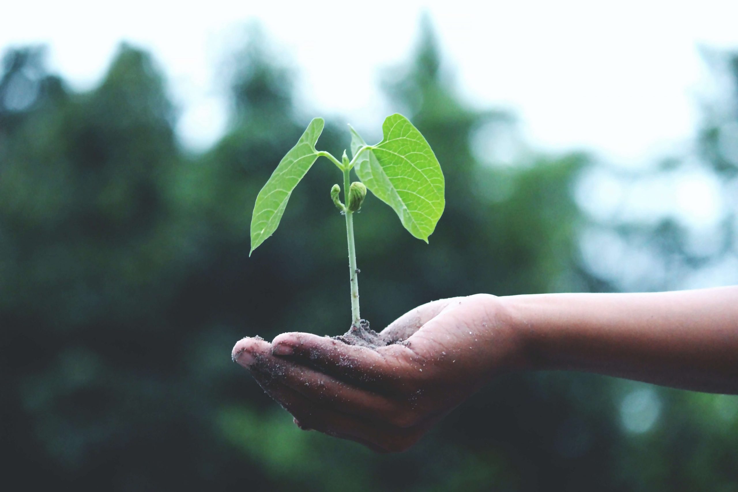 Lee más sobre el artículo Somos Ecología